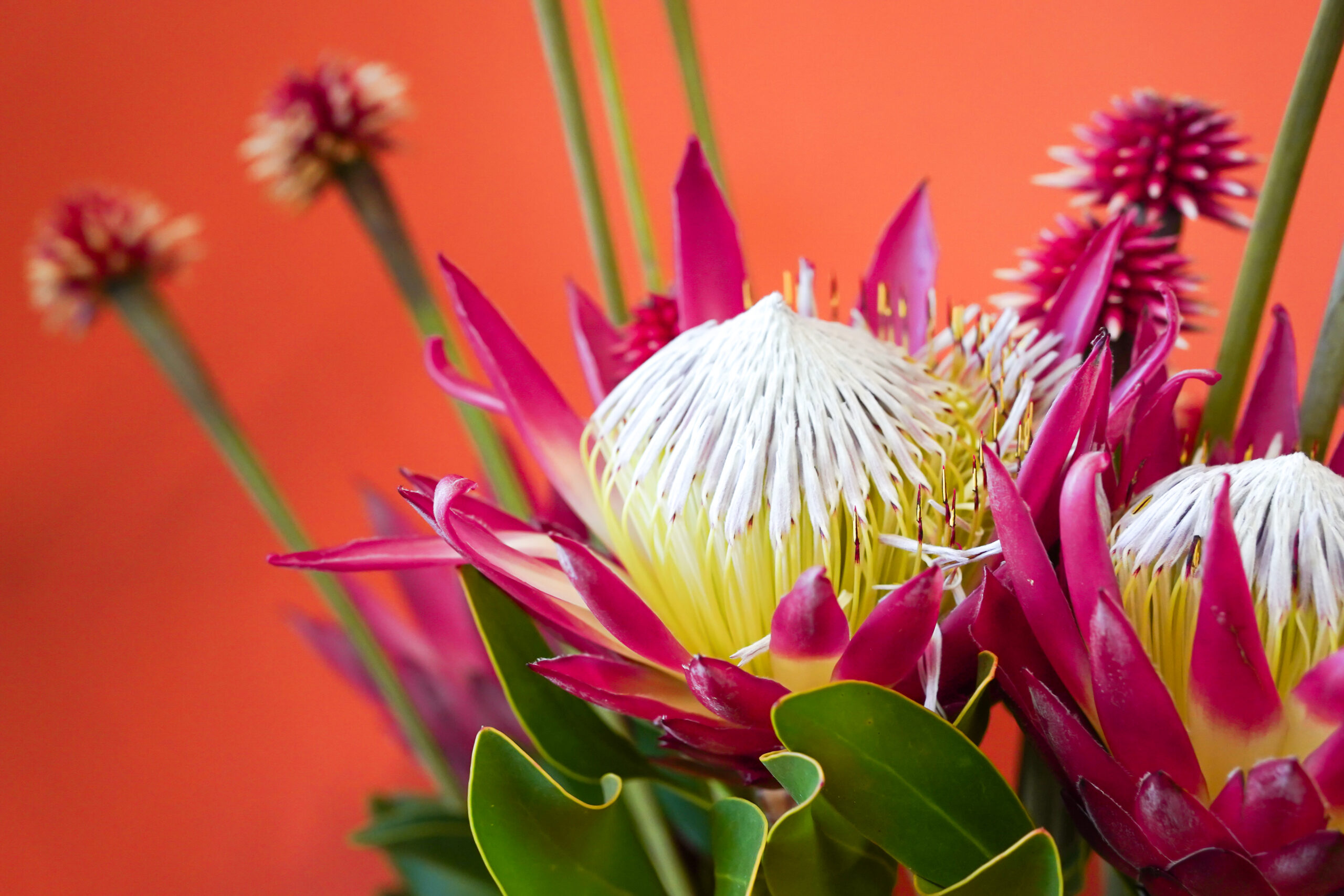 Pinkfarbene Protea-Blüte in Vase – Statement-Blume mit Charakter